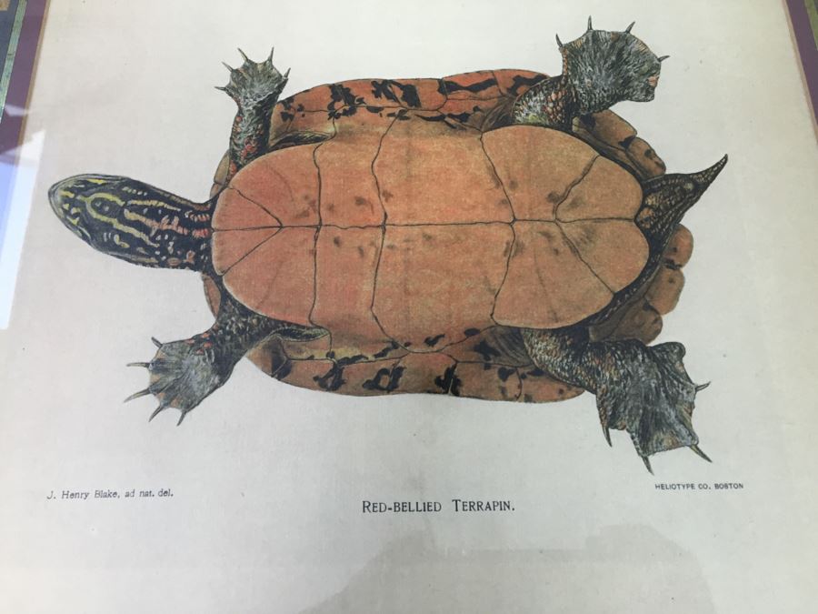 (3) Framed J. Henry Blake Turtle Prints [Photo 3]
