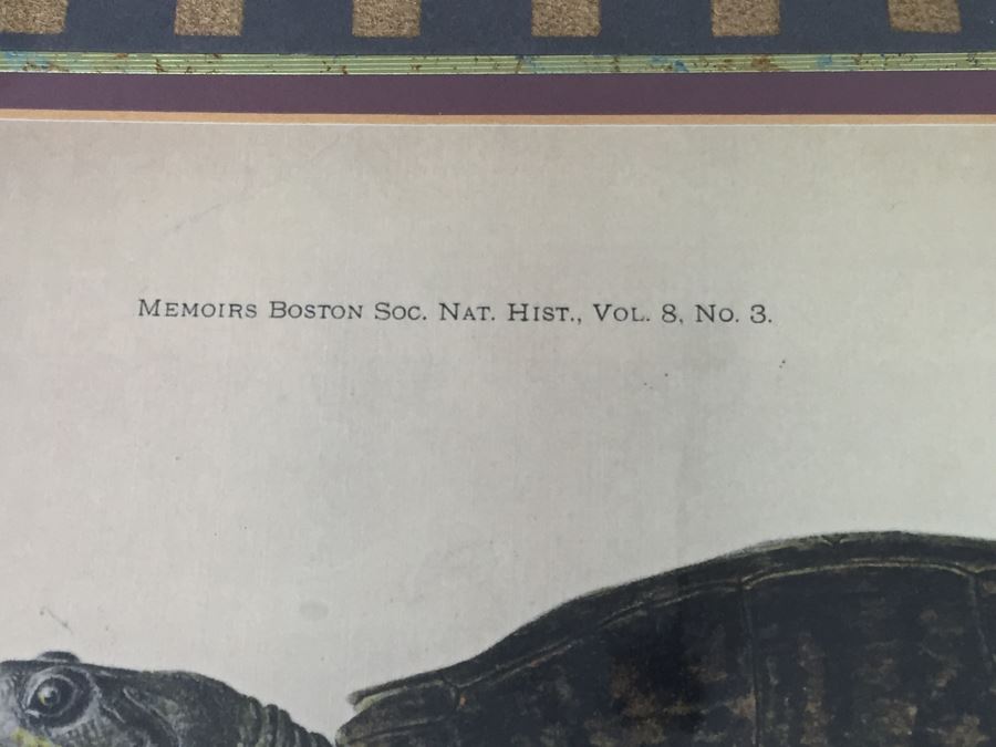 (3) Framed J. Henry Blake Turtle Prints [Photo 6]