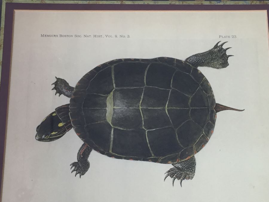 (3) Framed J. Henry Blake Turtle Prints [Photo 10]