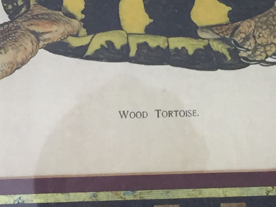 (3) Framed J. Henry Blake Turtle Prints [Photo 16]