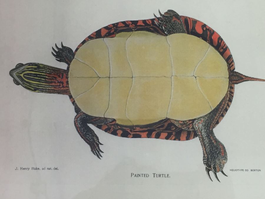 (3) Framed J. Henry Blake Turtle Prints [Photo 11]