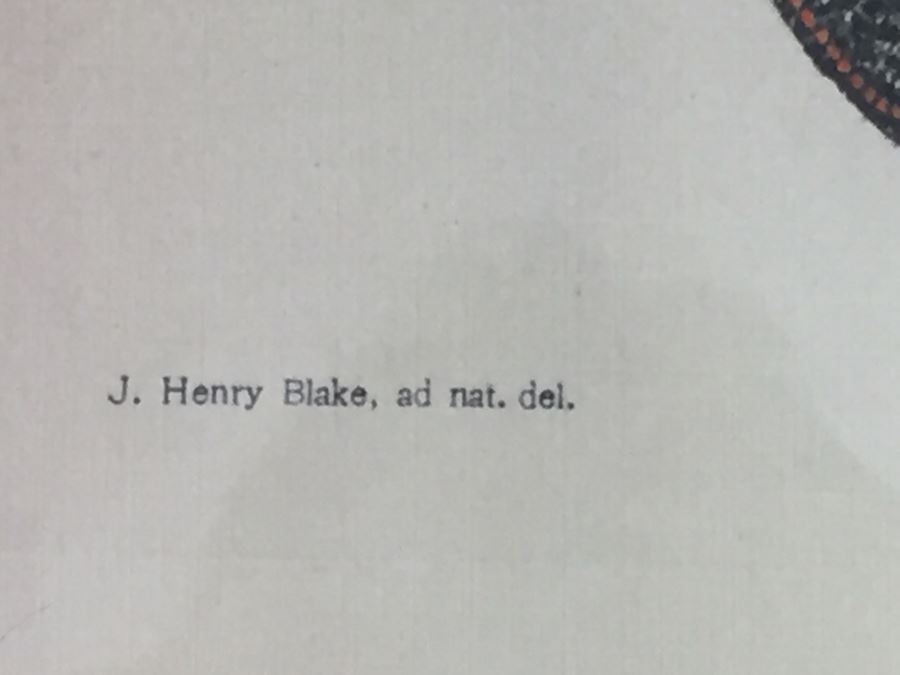 (3) Framed J. Henry Blake Turtle Prints [Photo 12]