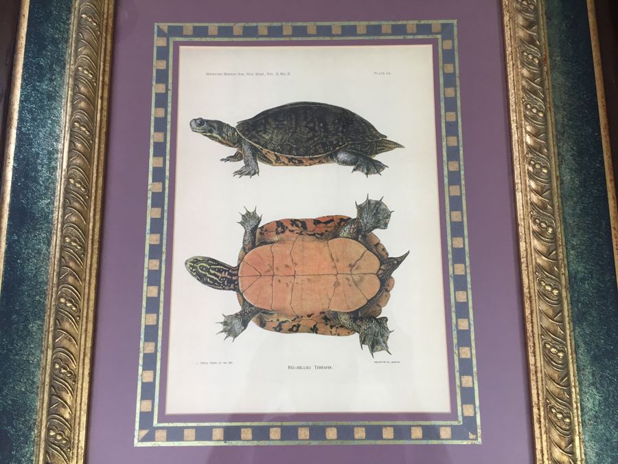 (3) Framed J. Henry Blake Turtle Prints [Photo 4]
