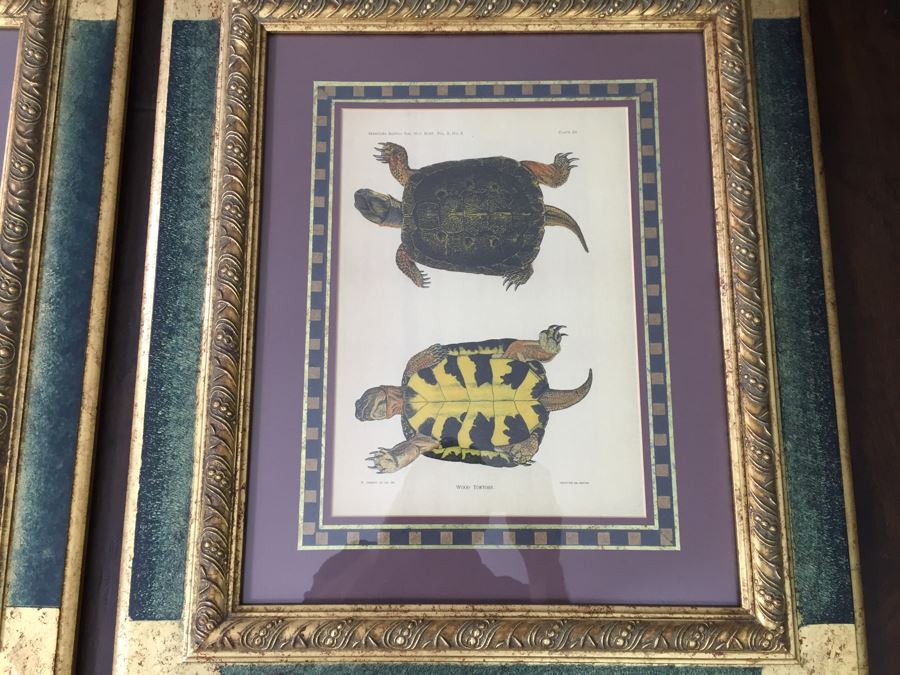 (3) Framed J. Henry Blake Turtle Prints [Photo 13]
