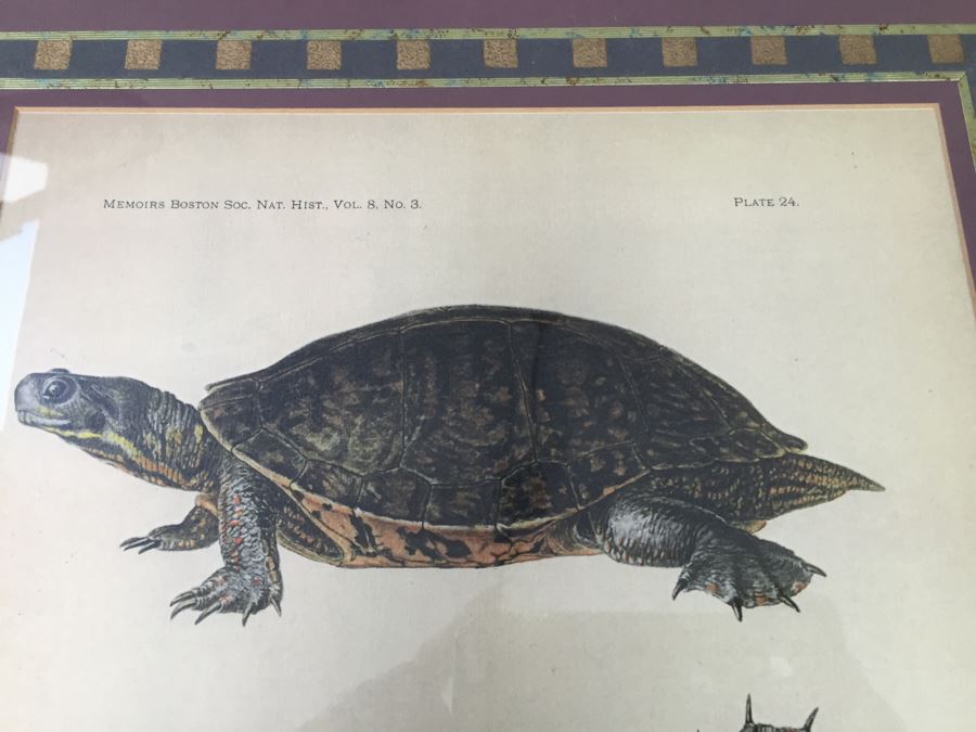 (3) Framed J. Henry Blake Turtle Prints [Photo 5]