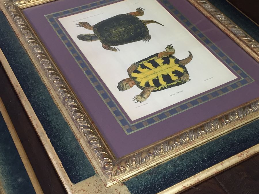(3) Framed J. Henry Blake Turtle Prints [Photo 17]