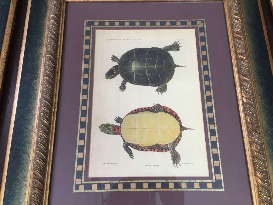 (3) Framed J. Henry Blake Turtle Prints [Photo 9]