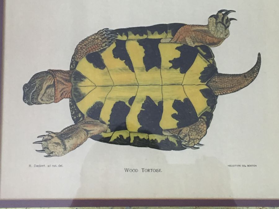 (3) Framed J. Henry Blake Turtle Prints [Photo 15]