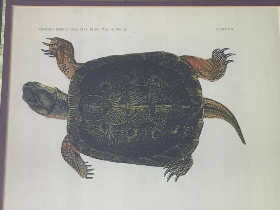 (3) Framed J. Henry Blake Turtle Prints [Photo 14]