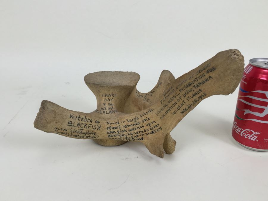 Historical Inscribed Vertebra Of Small Toothed Whale Found While Training 2nd Marine Division Troops Of U.S.M.C. In Preparation For 'Battle of Tarawa' Occupation Of Betio, Tarawa In Nov 20-26 1943 U.S.S. J. Franklin Bell Hawke Bay New Zealand [Photo 8]