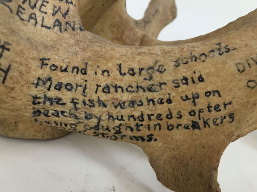 Historical Inscribed Vertebra Of Small Toothed Whale Found While Training 2nd Marine Division Troops Of U.S.M.C. In Preparation For 'Battle of Tarawa' Occupation Of Betio, Tarawa In Nov 20-26 1943 U.S.S. J. Franklin Bell Hawke Bay New Zealand [Photo 12]