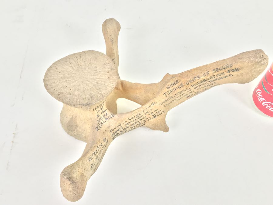 Historical Inscribed Vertebra Of Small Toothed Whale Found While Training 2nd Marine Division Troops Of U.S.M.C. In Preparation For 'Battle of Tarawa' Occupation Of Betio, Tarawa In Nov 20-26 1943 U.S.S. J. Franklin Bell Hawke Bay New Zealand [Photo 16]