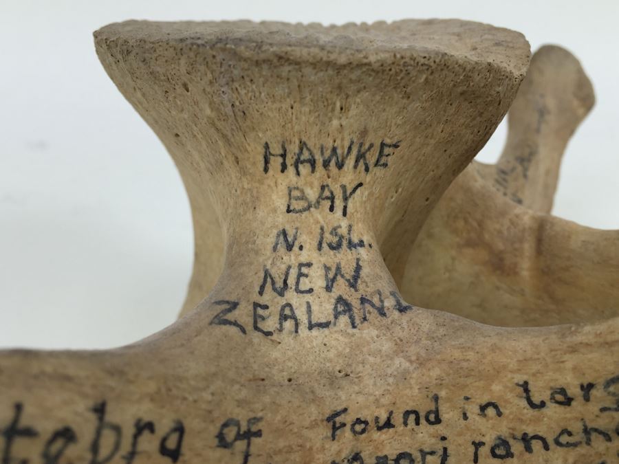 Historical Inscribed Vertebra Of Small Toothed Whale Found While Training 2nd Marine Division Troops Of U.S.M.C. In Preparation For 'Battle of Tarawa' Occupation Of Betio, Tarawa In Nov 20-26 1943 U.S.S. J. Franklin Bell Hawke Bay New Zealand [Photo 11]