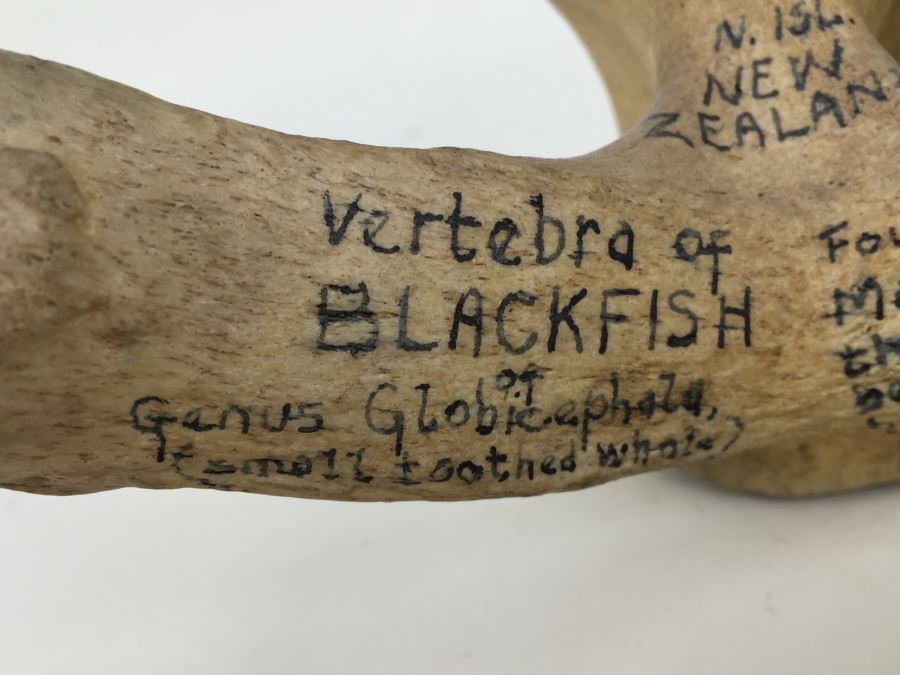 Historical Inscribed Vertebra Of Small Toothed Whale Found While Training 2nd Marine Division Troops Of U.S.M.C. In Preparation For 'Battle of Tarawa' Occupation Of Betio, Tarawa In Nov 20-26 1943 U.S.S. J. Franklin Bell Hawke Bay New Zealand [Photo 9]