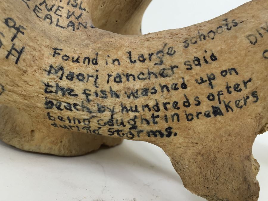 Historical Inscribed Vertebra Of Small Toothed Whale Found While Training 2nd Marine Division Troops Of U.S.M.C. In Preparation For 'Battle of Tarawa' Occupation Of Betio, Tarawa In Nov 20-26 1943 U.S.S. J. Franklin Bell Hawke Bay New Zealand [Photo 13]
