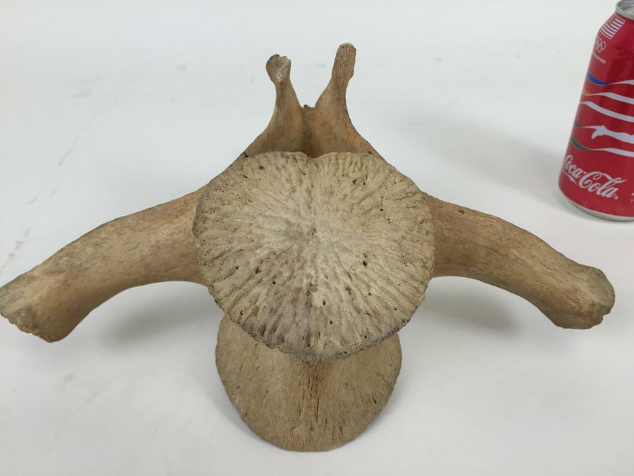 Historical Inscribed Vertebra Of Small Toothed Whale Found While Training 2nd Marine Division Troops Of U.S.M.C. In Preparation For 'Battle of Tarawa' Occupation Of Betio, Tarawa In Nov 20-26 1943 U.S.S. J. Franklin Bell Hawke Bay New Zealand [Photo 17]