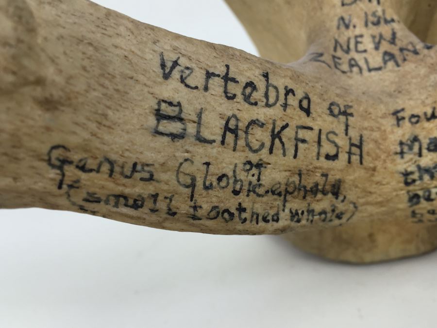 Historical Inscribed Vertebra Of Small Toothed Whale Found While Training 2nd Marine Division Troops Of U.S.M.C. In Preparation For 'Battle of Tarawa' Occupation Of Betio, Tarawa In Nov 20-26 1943 U.S.S. J. Franklin Bell Hawke Bay New Zealand [Photo 10]