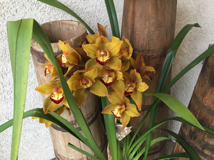 3 Vintage Tall Tapered Wooden Barrels - Does Not Include Plant [Photo 8]