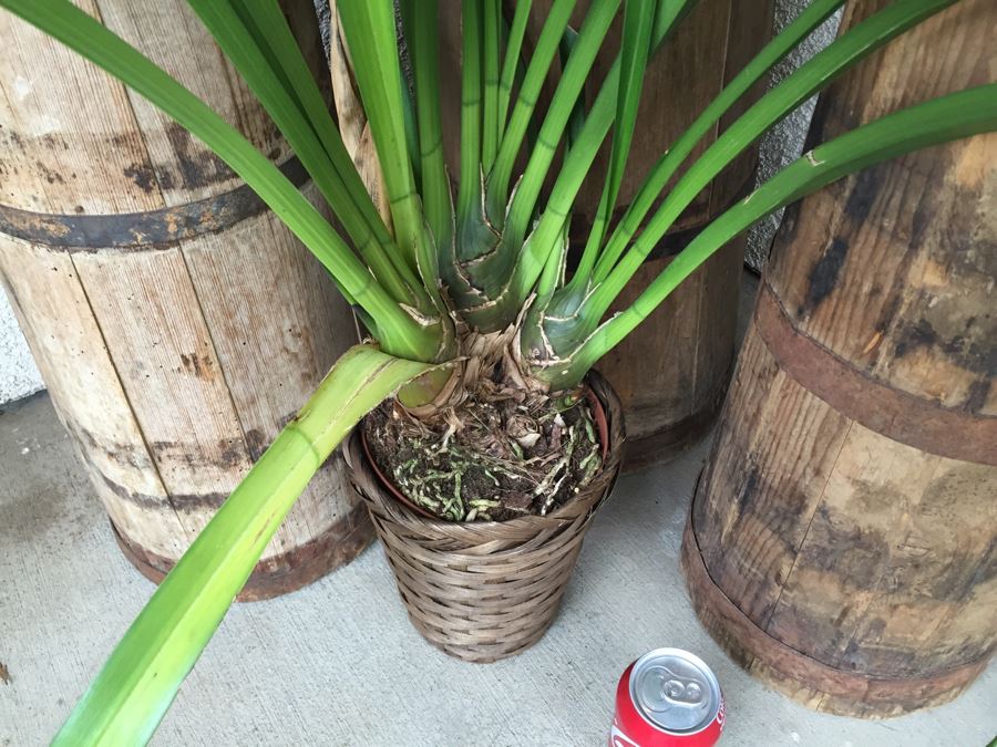 3 Vintage Tall Tapered Wooden Barrels - Does Not Include Plant [Photo 9]