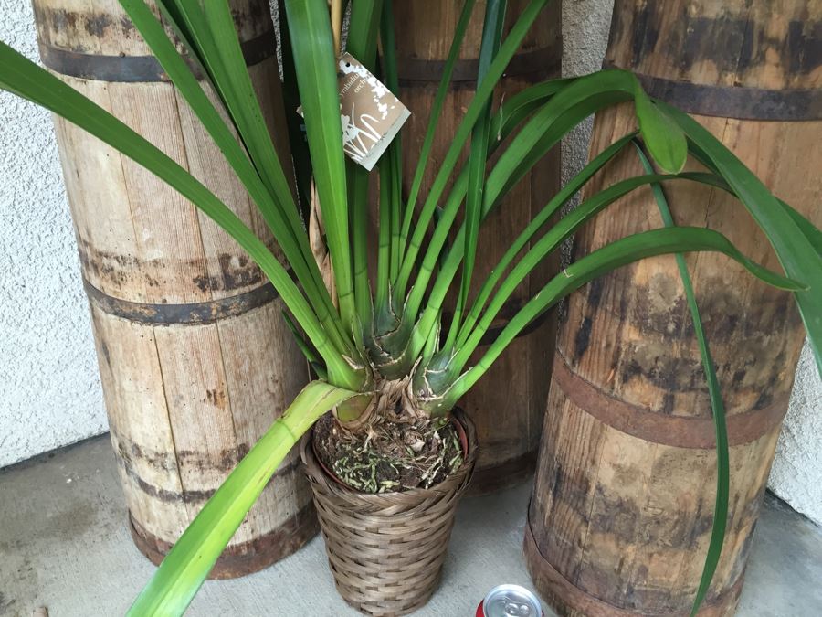 3 Vintage Tall Tapered Wooden Barrels - Does Not Include Plant [Photo 7]