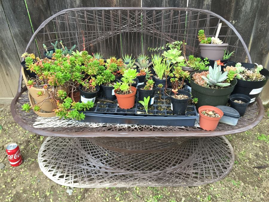 Metal Loveseat Sofa Filled With Potted Succulents [Photo 4]
