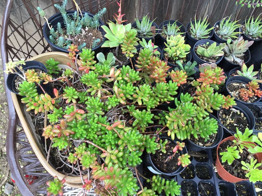 Metal Loveseat Sofa Filled With Potted Succulents [Photo 8]