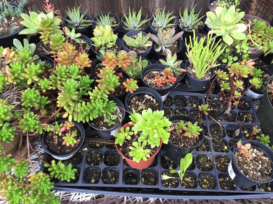Metal Loveseat Sofa Filled With Potted Succulents [Photo 3]