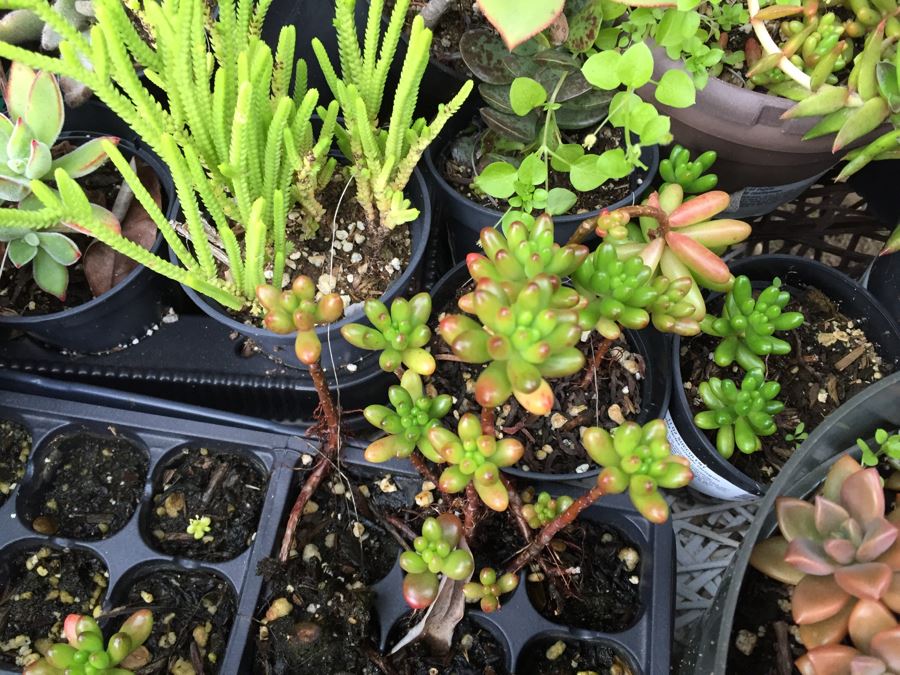 Metal Loveseat Sofa Filled With Potted Succulents [Photo 12]