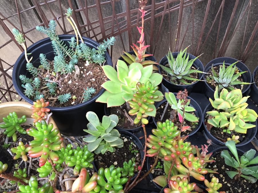 Metal Loveseat Sofa Filled With Potted Succulents [Photo 14]