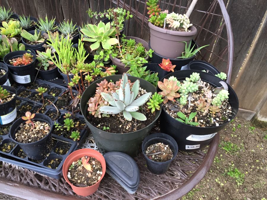 Metal Loveseat Sofa Filled With Potted Succulents [Photo 10]