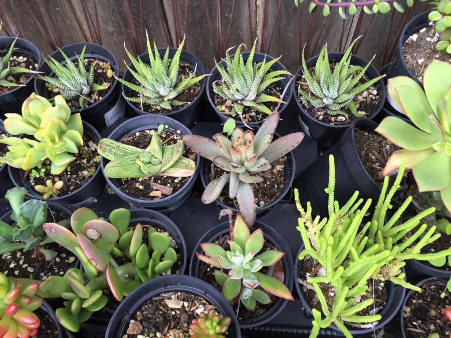 Metal Loveseat Sofa Filled With Potted Succulents [Photo 13]