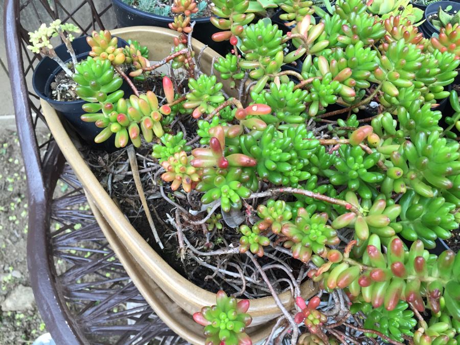 Metal Loveseat Sofa Filled With Potted Succulents [Photo 15]