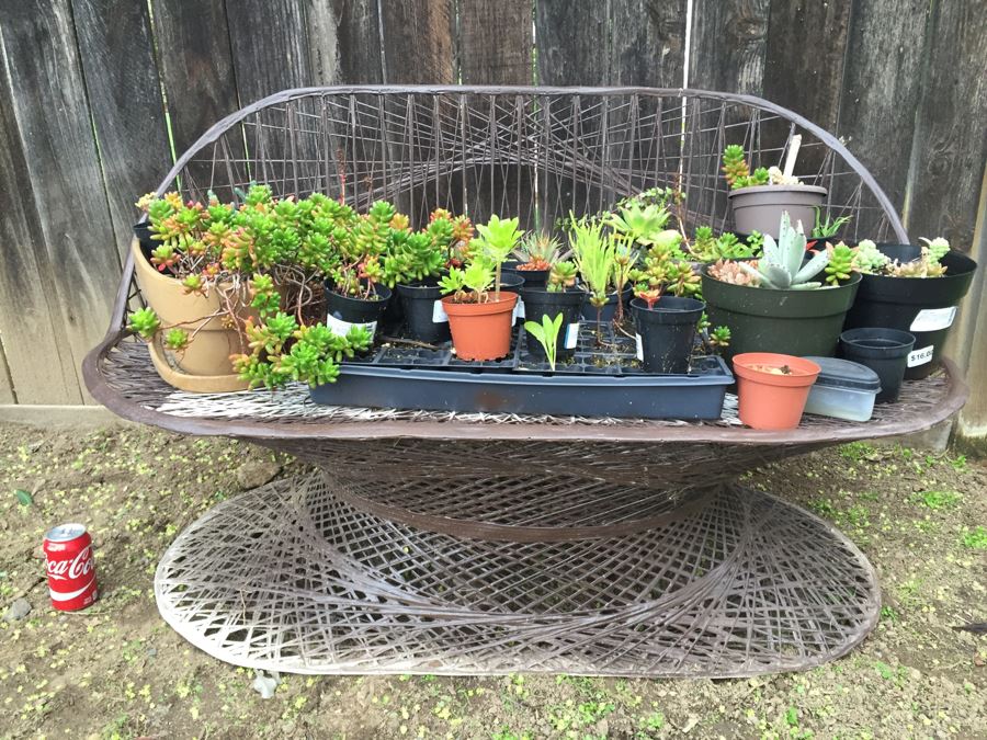 Metal Loveseat Sofa Filled With Potted Succulents