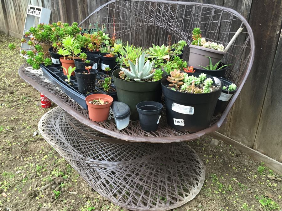 Metal Loveseat Sofa Filled With Potted Succulents [Photo 2]