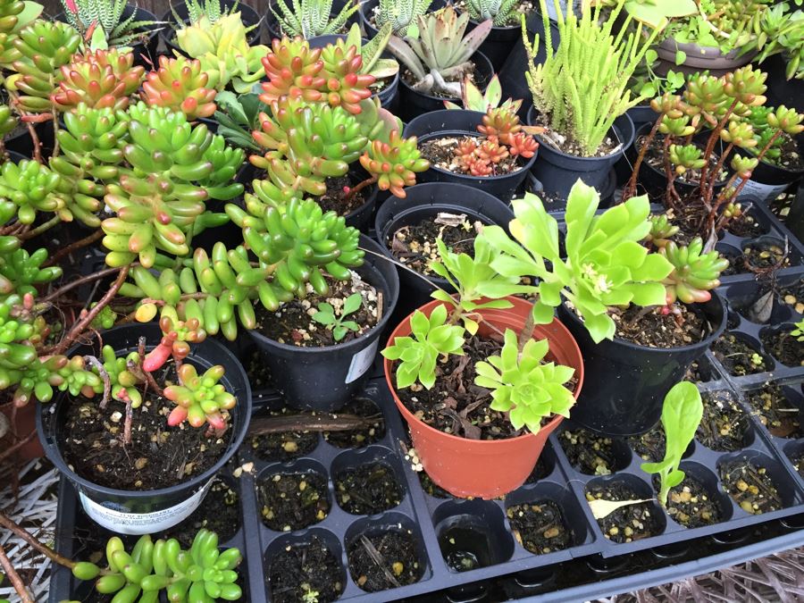 Metal Loveseat Sofa Filled With Potted Succulents [Photo 16]