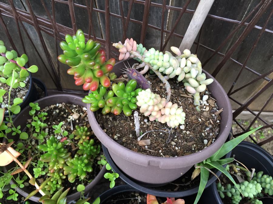 Metal Loveseat Sofa Filled With Potted Succulents [Photo 11]