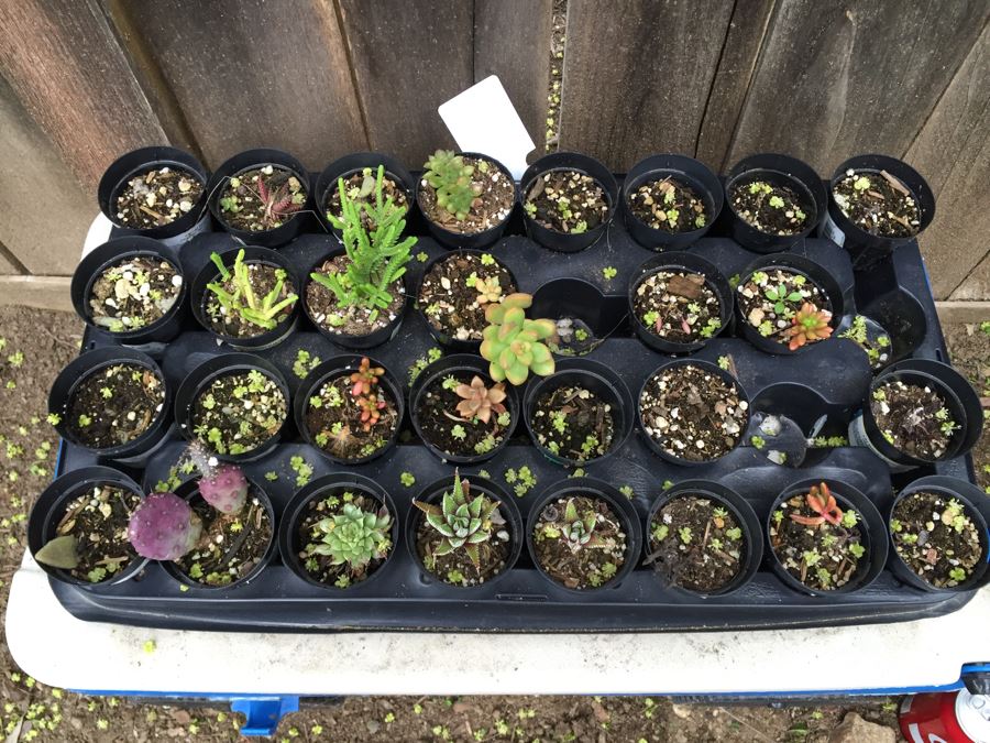 Ames Lawn Buddy With Potted Succulents [Photo 2]