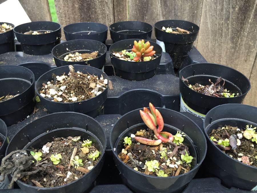 Ames Lawn Buddy With Potted Succulents [Photo 9]