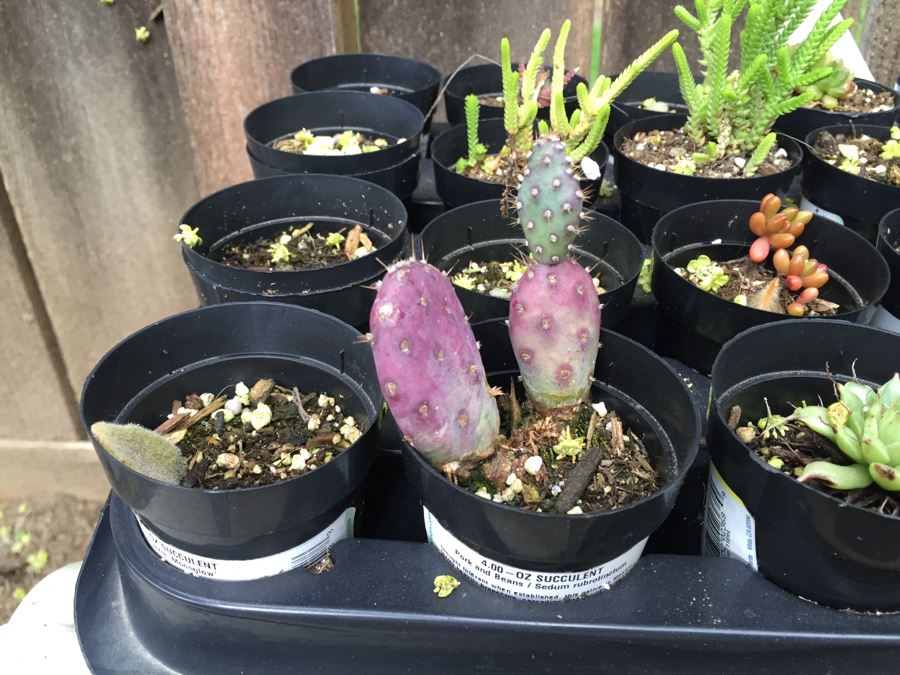 Ames Lawn Buddy With Potted Succulents [Photo 8]