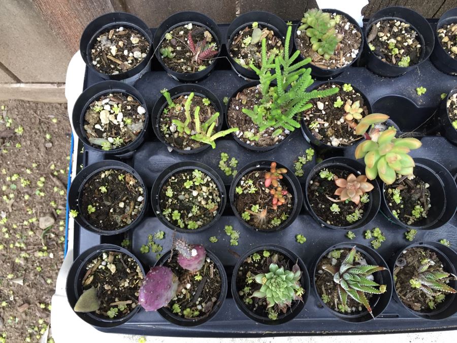 Ames Lawn Buddy With Potted Succulents [Photo 5]