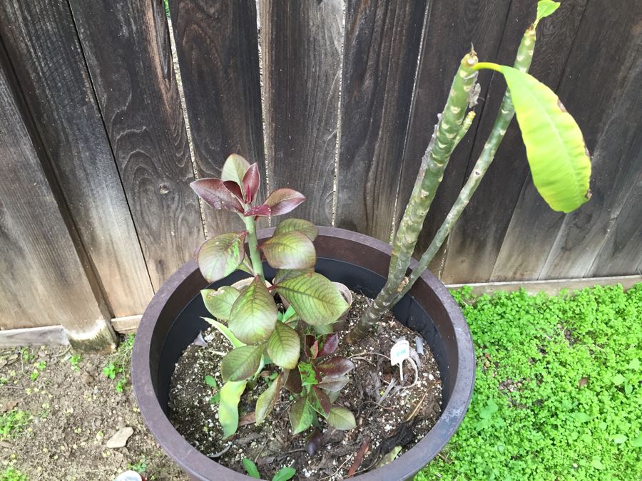 Large Potted Plumeria Plant [Photo 5]