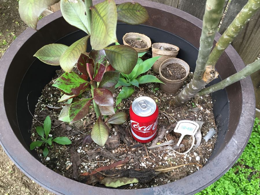 Large Potted Plumeria Plant [Photo 3]
