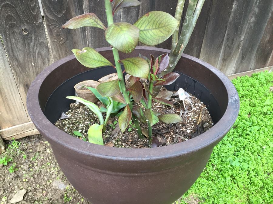 Large Potted Plumeria Plant [Photo 4]
