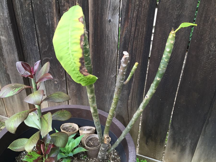 Large Potted Plumeria Plant [Photo 6]