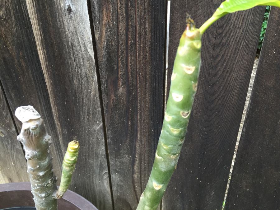 Large Potted Plumeria Plant [Photo 7]