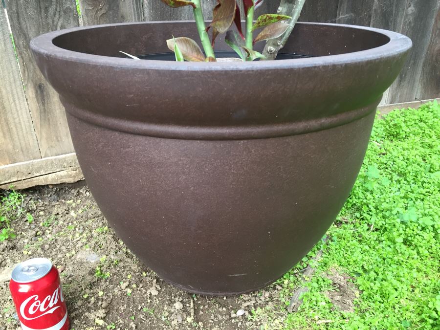 Large Potted Plumeria Plant