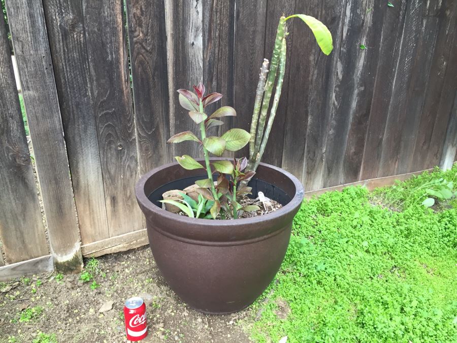 Large Potted Plumeria Plant