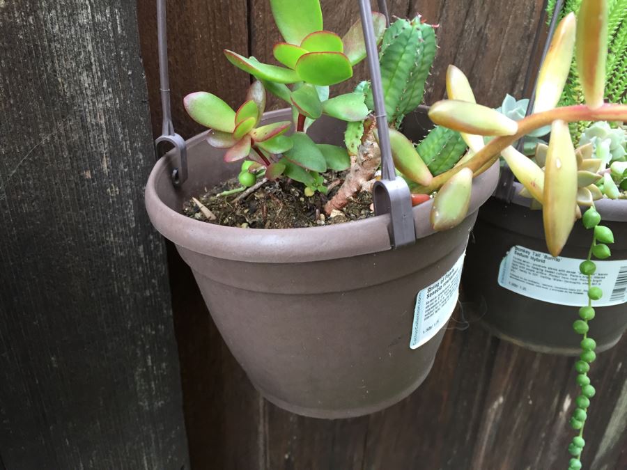 (6) Hanging Pots With Succulents [Photo 6]