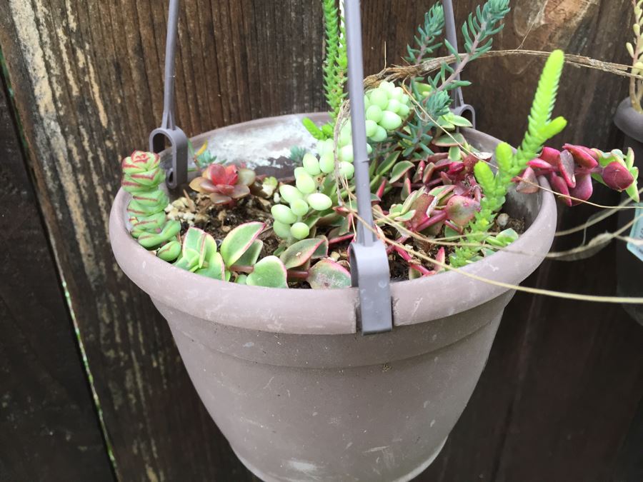 (6) Hanging Pots With Succulents [Photo 4]