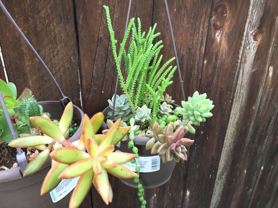 (6) Hanging Pots With Succulents [Photo 8]